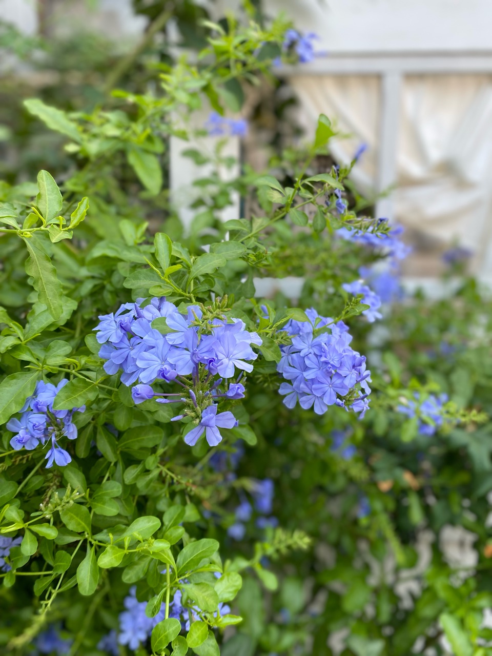 成長しなかったルリマツリ（プルンバゴ）こうしたら急成長しました