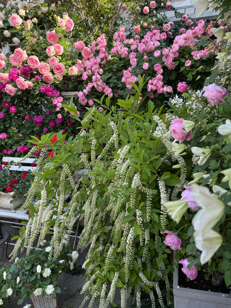 みんなが花柄摘みやお掃除を手伝ってくれる（ ᵕｪᵕ̩̩ ）♡︎｜ローブ