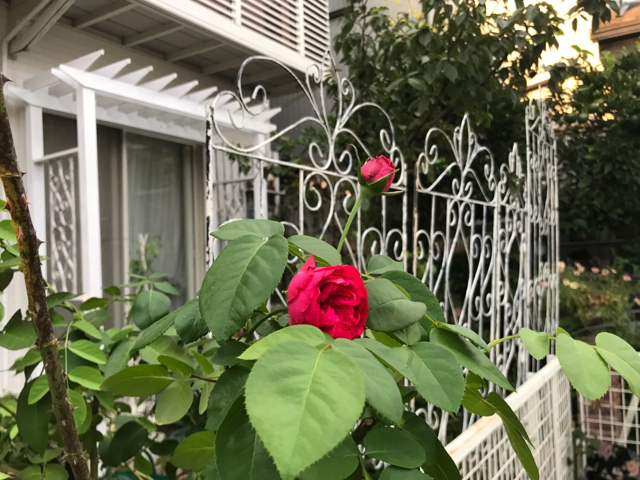 諦めず処置 ピエールドゥロンサールのテッポウムシとフェンス設置 のばらのガーデニングブログ Hana And Rose Garden Powered By ライブドアブログ