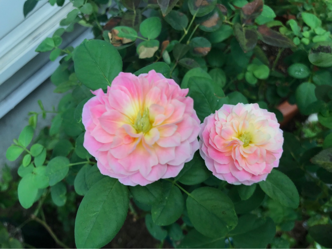 和花のようなお顔で咲いた クロードモネ 甘えん坊 のばらのガーデニングブログ Hana And Rose Garden Powered By ライブドアブログ