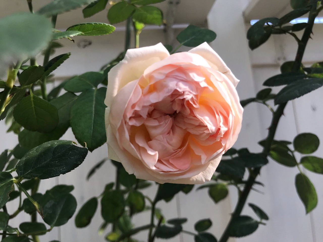 エブリンが咲きました 可愛い 花壇に苗を のばらのガーデニングブログ Hana And Rose Garden Powered By ライブドアブログ エブリンが咲きました 可愛い 花壇に苗を のばらのガーデニングブログ Hana And Rose Garden Powered By ライブドアブログ