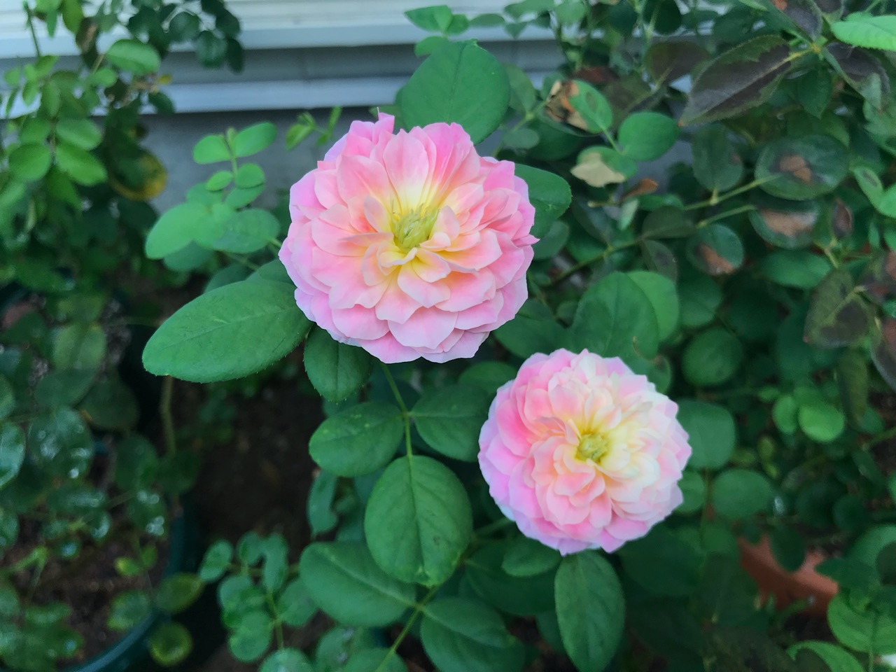 和花のようなお顔で咲いた クロードモネ 甘えん坊 のばらのガーデニングブログ Hana And Rose Garden Powered By ライブドアブログ