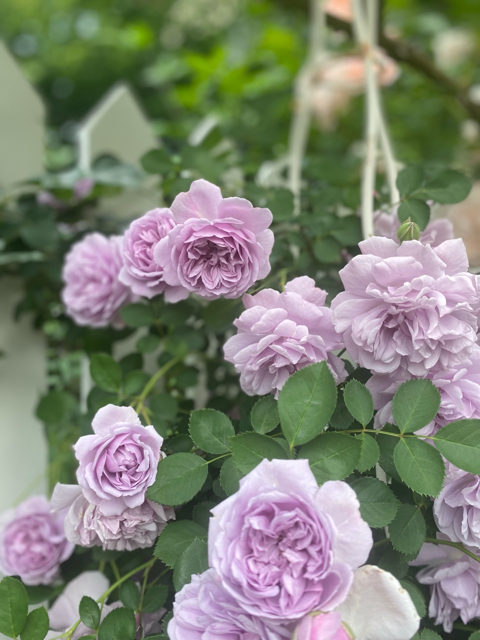 青系のバラ】薄曇りの日に美しいレイニーブルーとロココ : のばらの