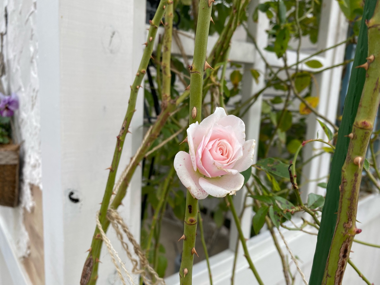 おすすめのバラ：ツルアイスバーグの成長っぷりにはワクワクする