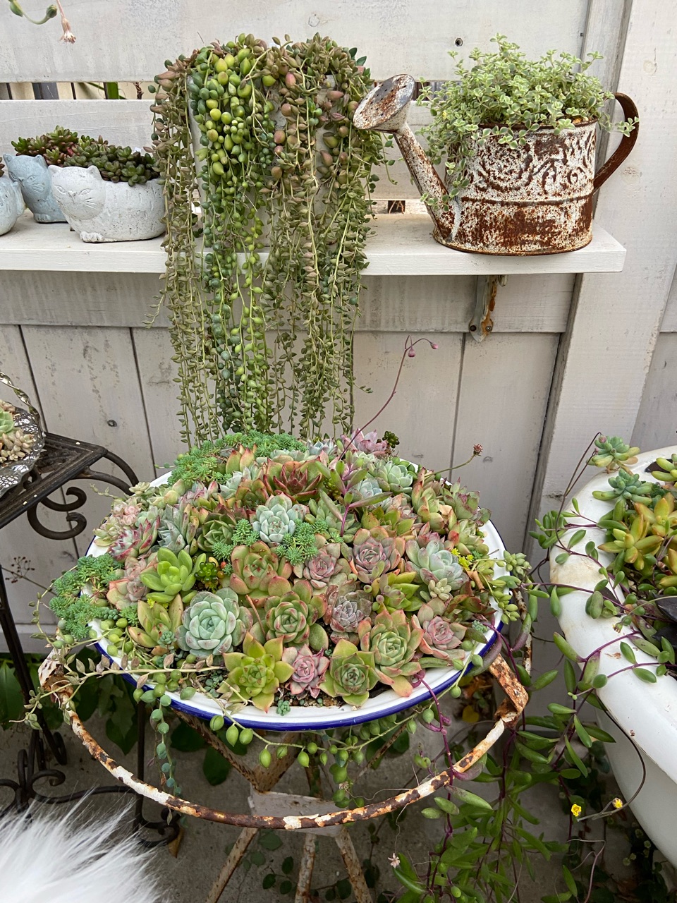 そのまま飾れる多肉植物寄せ植え ミニ 管理書付 【公式通販】