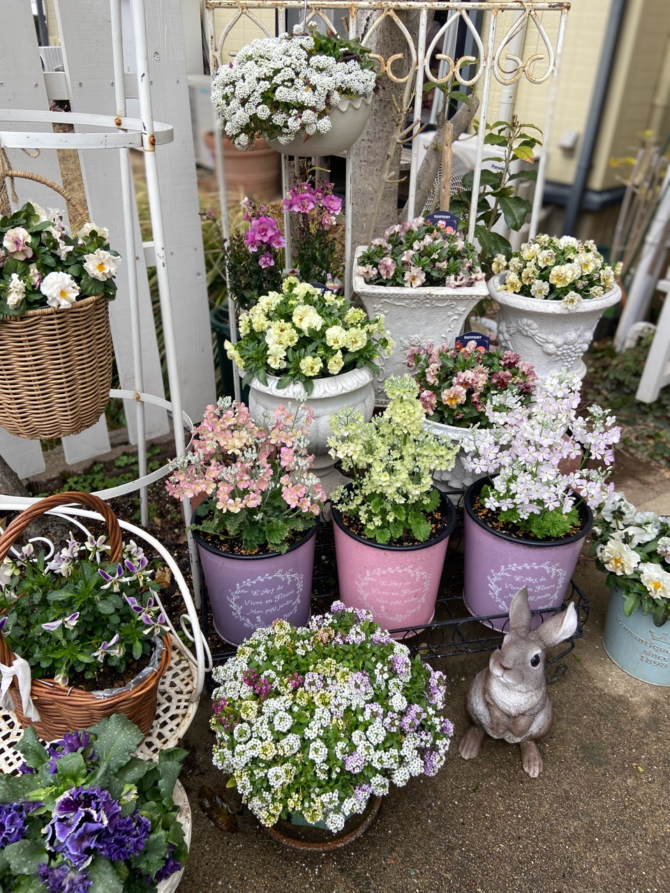 ウィンティー色々ありましたがこんなに綺麗に咲きました！ : のばらの