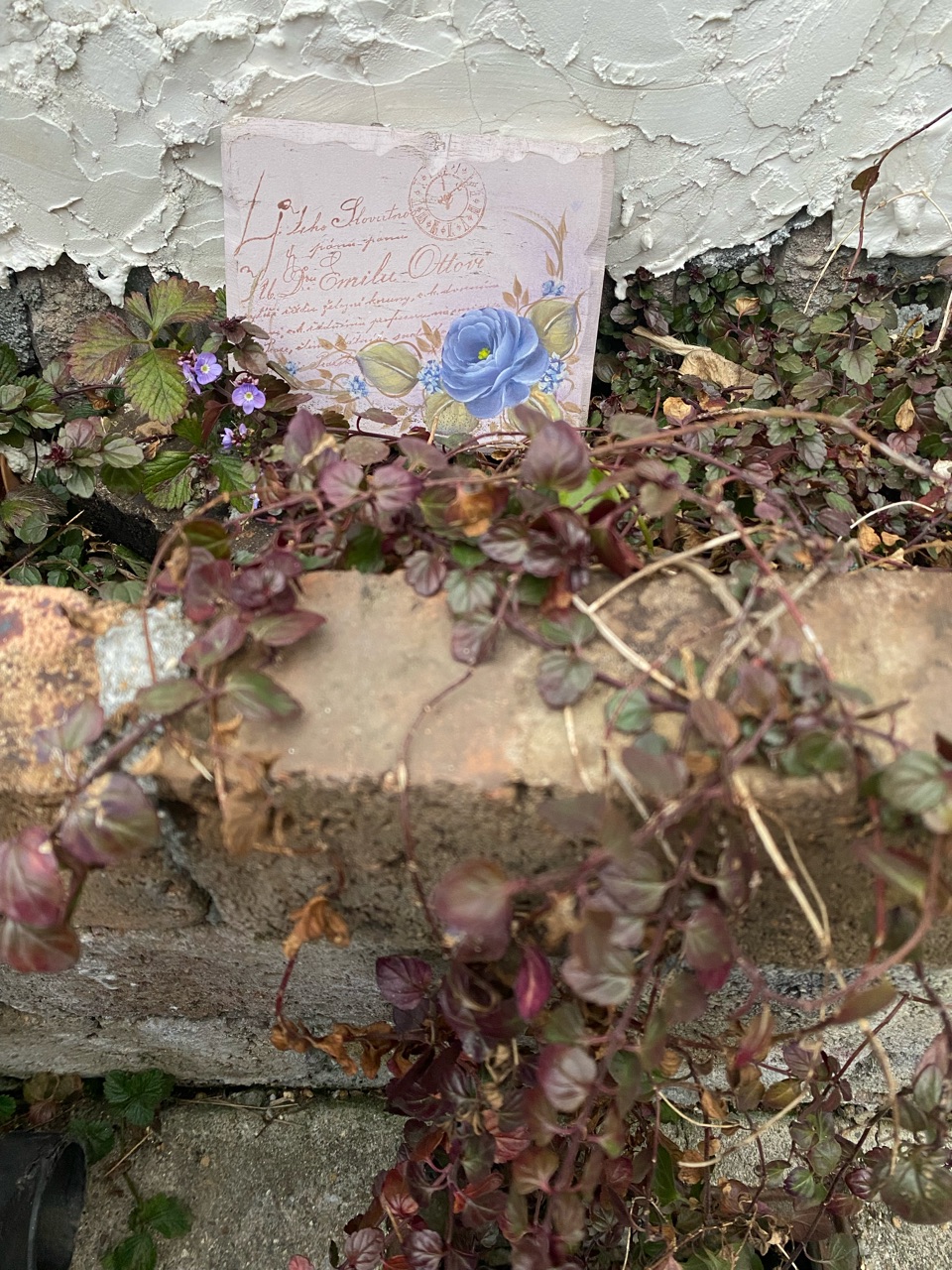 植物の生命力 ﾍﾞﾛﾆｶｵｯｸｽﾌｫｰﾄﾞﾌﾞﾙｰ ﾌﾟﾐﾗ 期待 のばらのガーデニングブログ Hana And Rose Garden Powered By ライブドアブログ