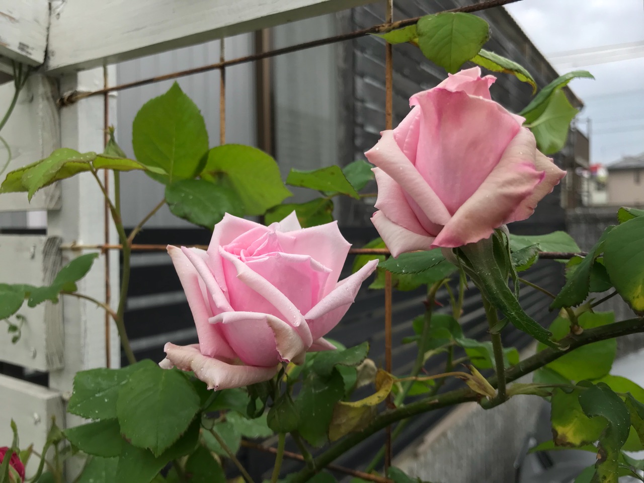 バラが咲いた 1番はラフランスでした のばらのガーデニングブログ Hana And Rose Garden Powered By ライブドアブログ バラが咲いた 1番はラフランスでした のばらのガーデニングブログ Hana And Rose Garden Powered By ライブドアブログ