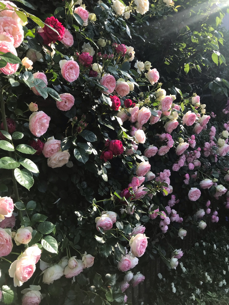 諦めず処置 ピエールドゥロンサールのテッポウムシとフェンス設置 のばらのガーデニングブログ Hana And Rose Garden Powered By ライブドアブログ
