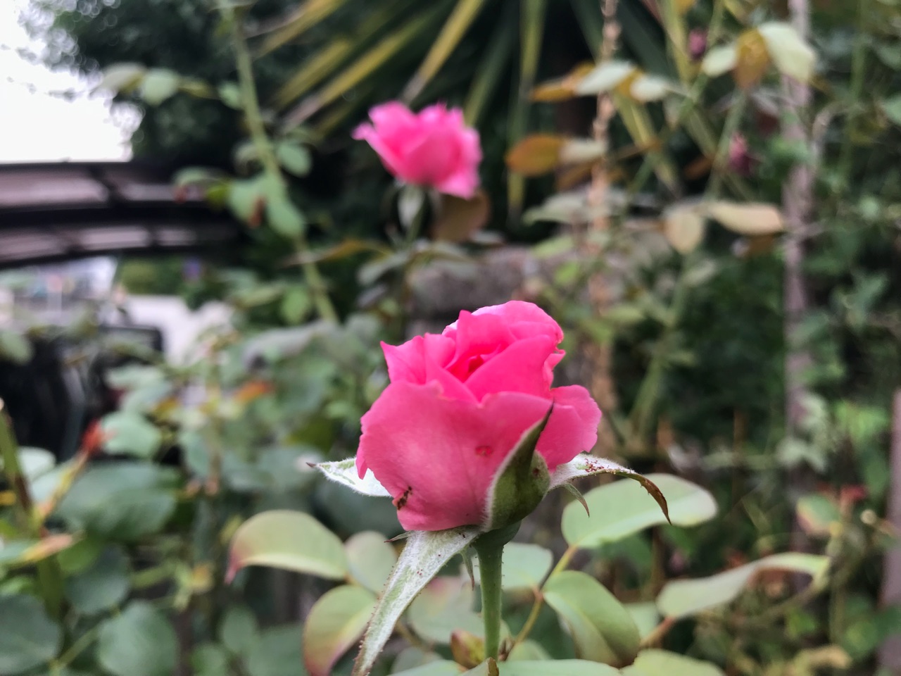 パレードの美しい葉 夕方にするバラの 葉水 梅干し完成 のばらのガーデニングブログ Hana And Rose Garden Powered By ライブドアブログ