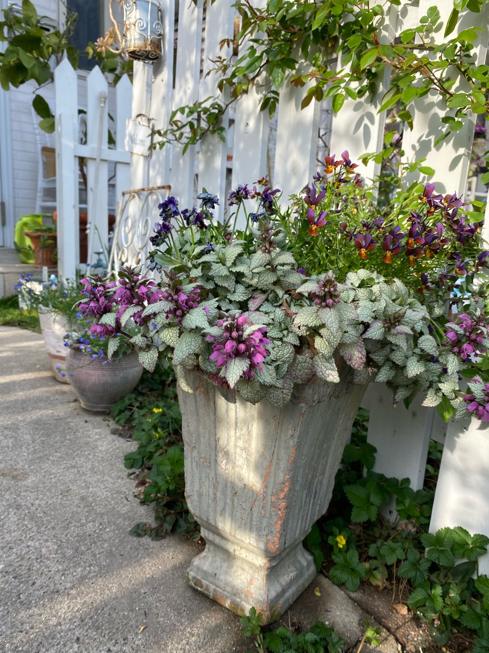 次から次へと花が咲き変化する小庭 のばらのガーデニングブログ Hana And Rose Garden Powered By ライブドアブログ