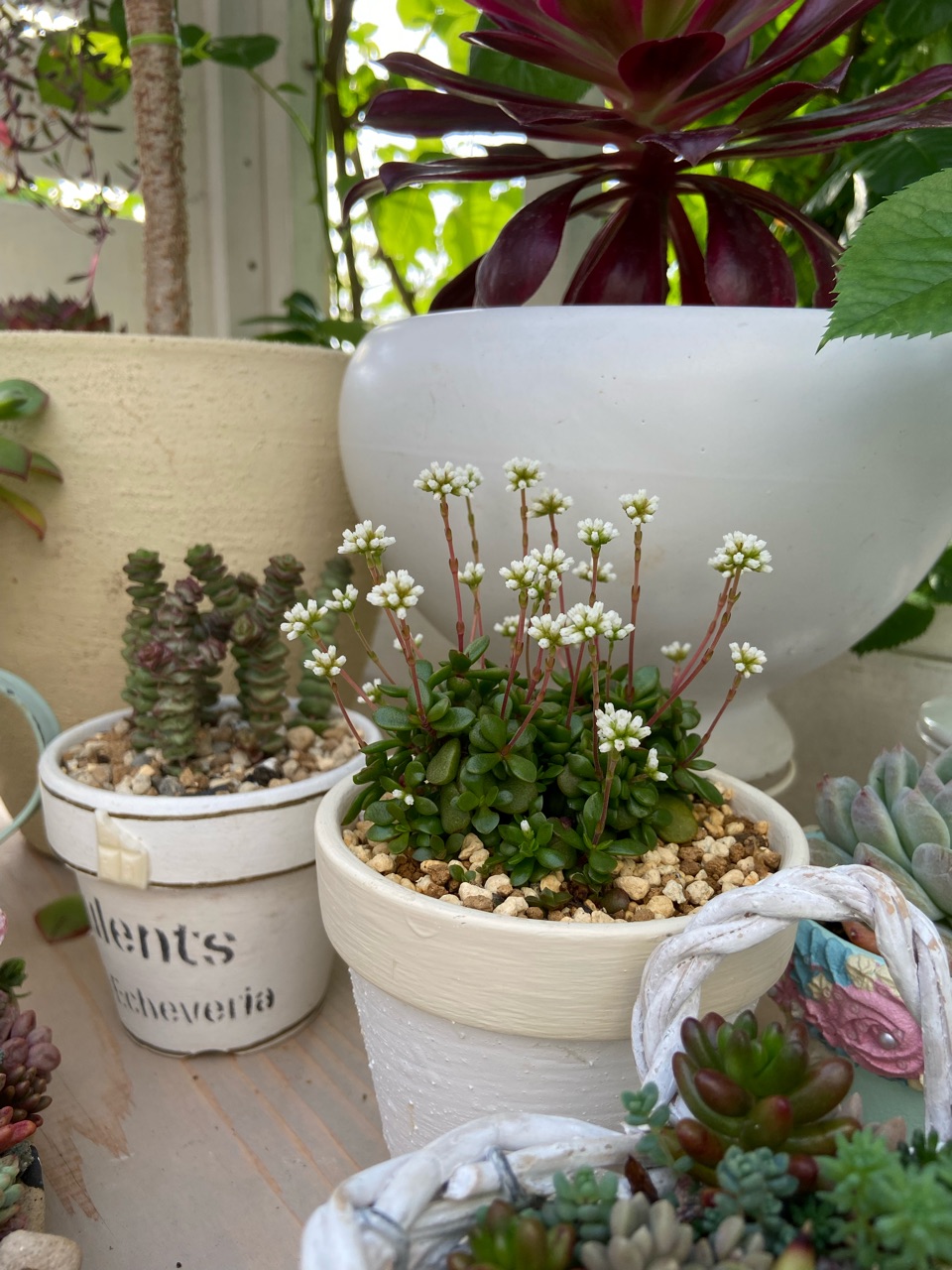 多肉の花とは思えないような可憐な小花&やっぱり私には切れない : の