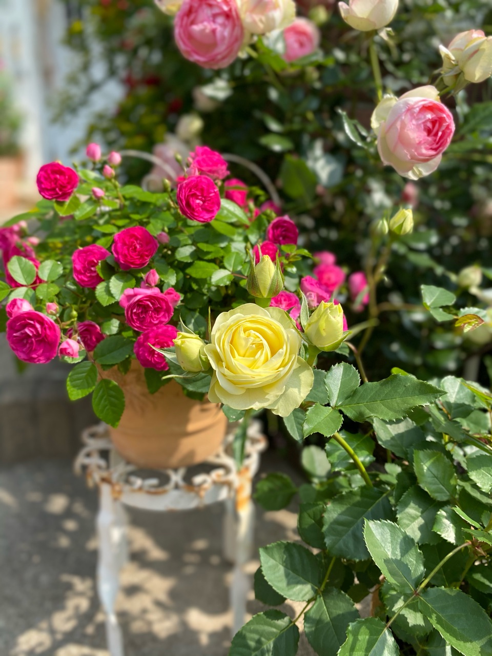 ピンクグリーンアイスがめちゃんこ可愛い のばらのガーデニングブログ Hana And Rose Garden Powered By ライブドアブログ