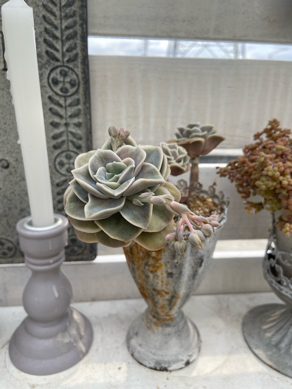 アエオニウム マイバッハ Aeonium 'Maybach'｜多肉植物図鑑