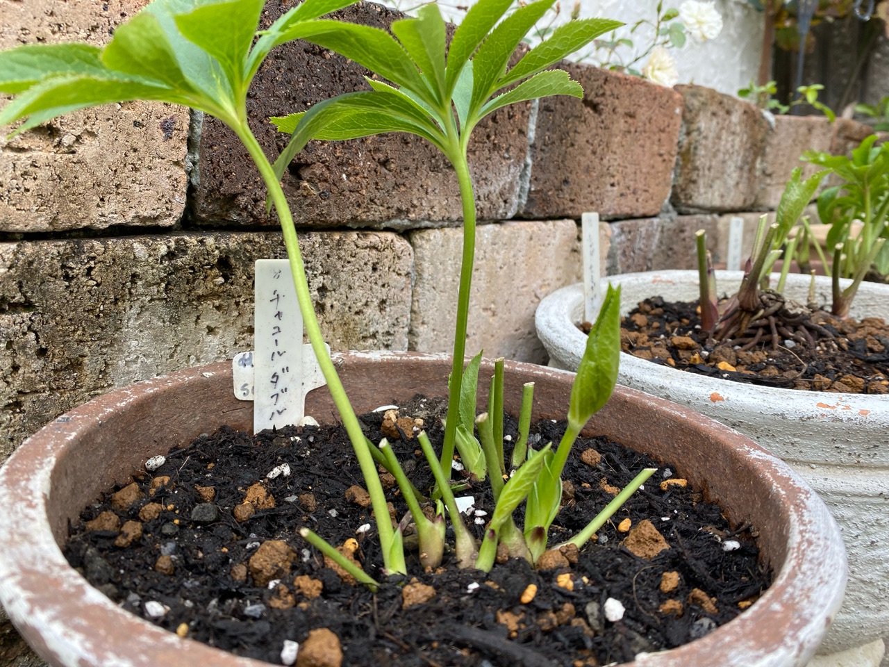 クリスマスローズ古葉切りの成果 ピンクのツボミが のばらのガーデニングブログ Hana And Rose Garden Powered By ライブドアブログ