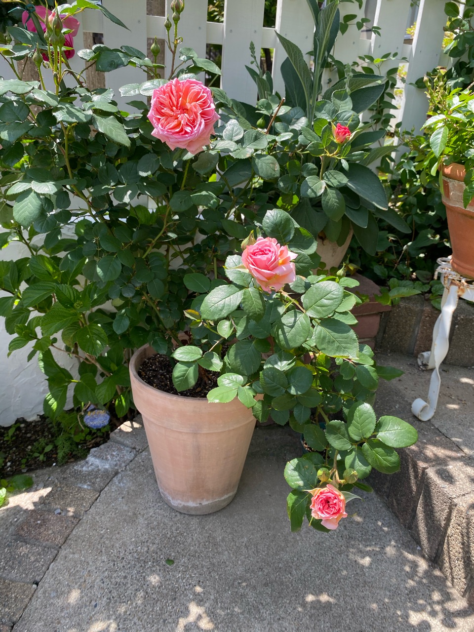 オデュッセイア かおりかざりetc バラ続々開花 のばらのガーデニングブログ Hana And Rose Garden Powered By ライブドアブログ オデュッセイア かおりかざりetc バラ続々開花 のばらのガーデニングブログ Hana And Rose Garden Powered By ライブドアブログ