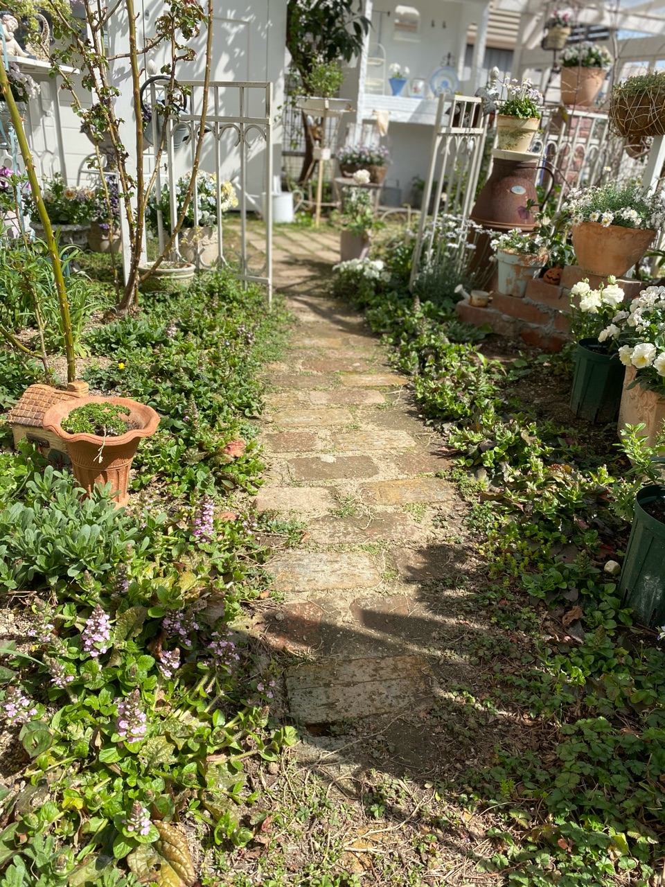 ピンクのアジュガが一気に のばらのガーデニングブログ Hana And Rose Garden Powered By ライブドアブログ