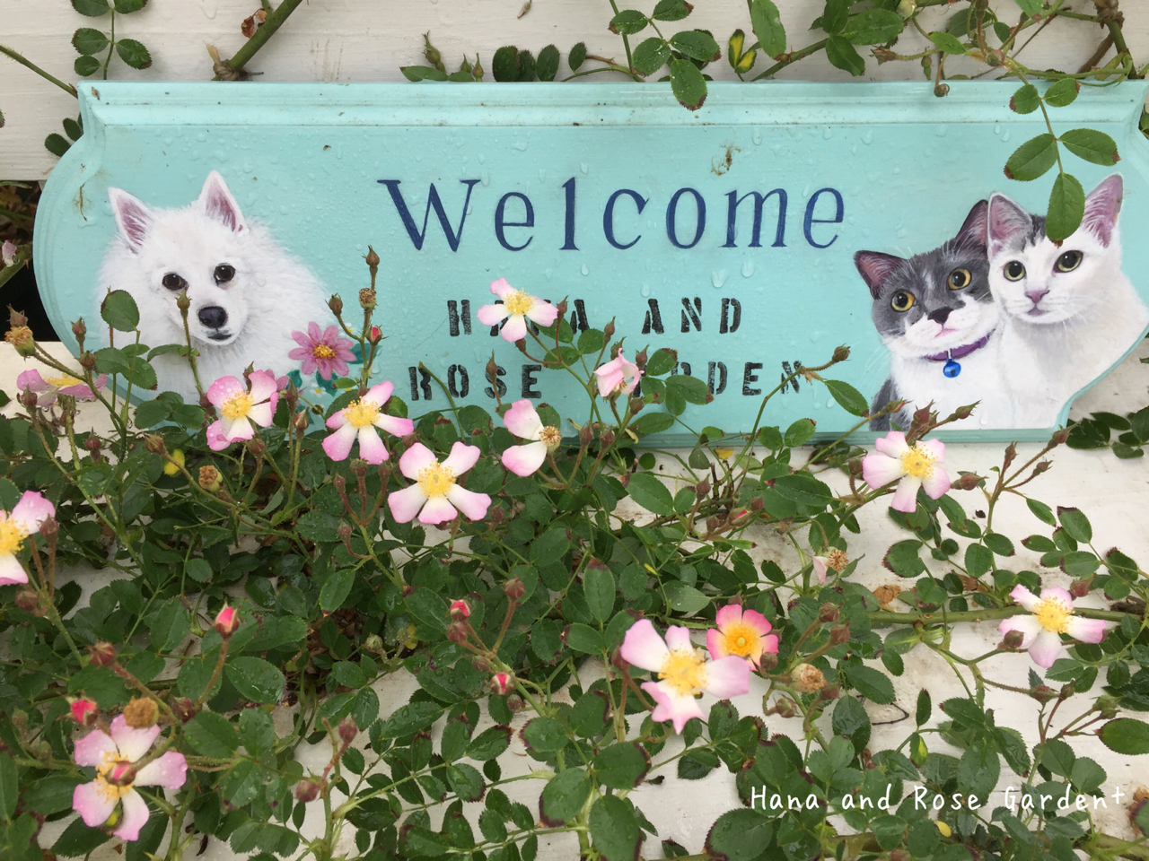 ローズガーデンのプリンセス のばらのガーデニングブログ Hana And Rose Garden Powered By ライブドアブログ ローズガーデンのプリンセス のばらのガーデニングブログ Hana And Rose Garden Powered By ライブドアブログ