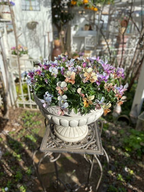 少し徒長気味のビオラを整えました : のばらのガーデニングブログ Hana