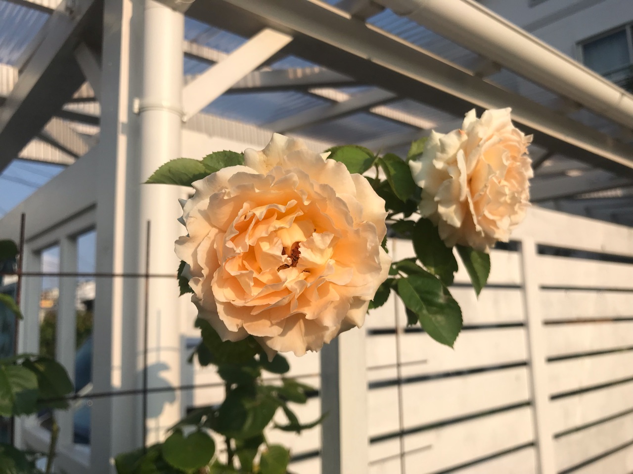病害虫が落ち着いた夏バラ ポルカ返り咲きとクリーミーエデン のばらのガーデニングブログ Hana And Rose Garden Powered By ライブドアブログ 病害虫が落ち着いた夏バラ ポルカ返り咲きとクリーミーエデン のばらのガーデニングブログ Hana And Rose Garden Powered By ライブドアブログ