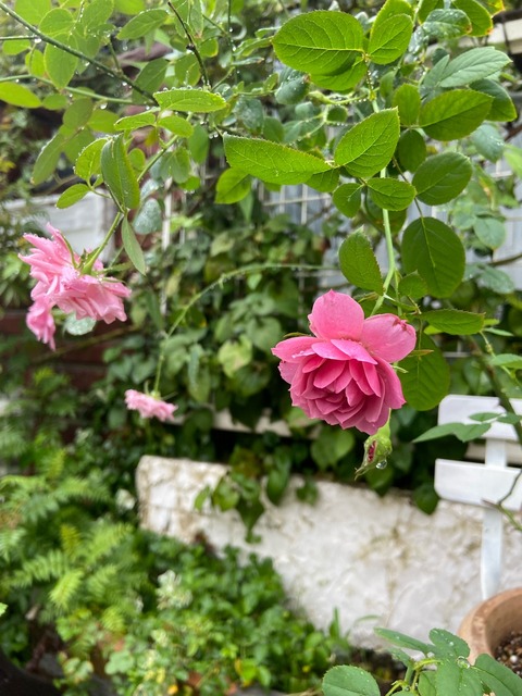 IMG_8794