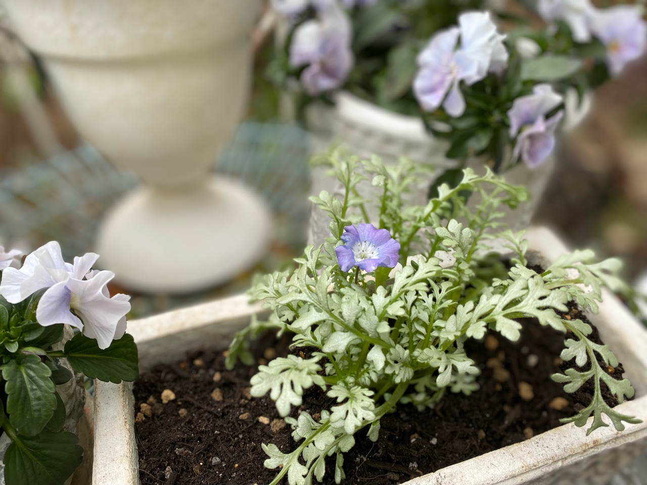 可愛い春の花を迎えて~シルバーリーフのネモフィラ&バラ咲き 可愛い春の花を迎えて~シルバーリーフのネモフィラ&バラ咲き