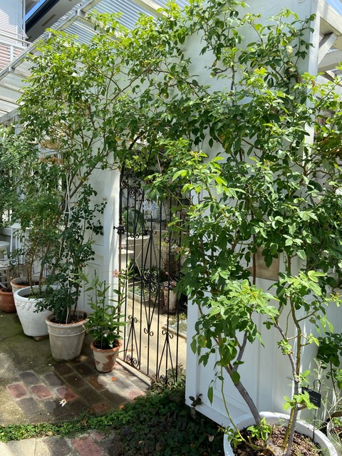 66c9d4e7-s.jpg
