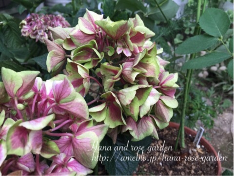 {4F03EC82-3CA3-4892-AB23-20706C22D139:01}