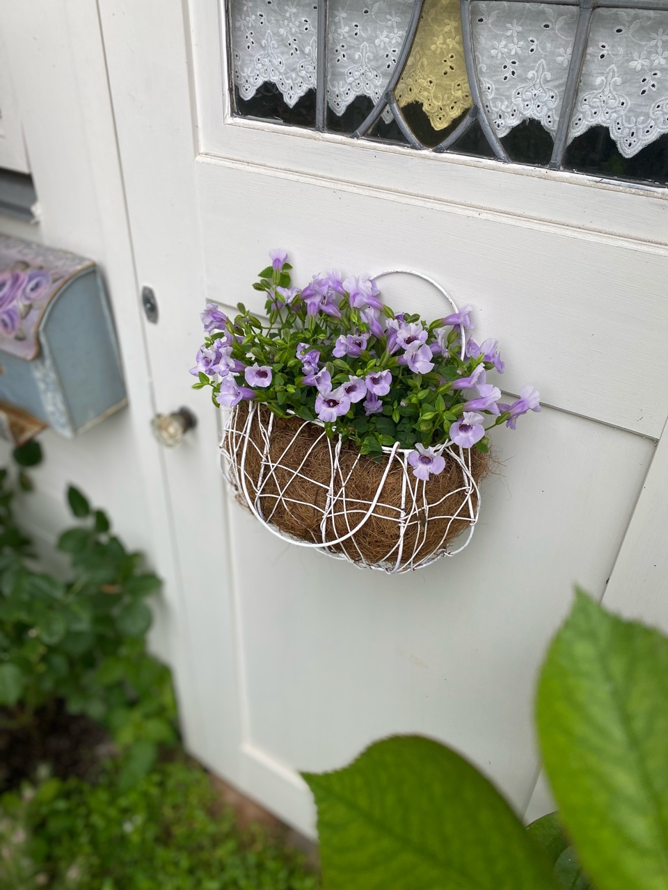 夏の花の寄せ植えトレニアカタリーナとバーベナ のばらのガーデニングブログ Hana And Rose Garden Powered By ライブドアブログ