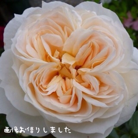 {016AEB6A-2AF4-4A5B-AA0E-41A5266879B4:01}
