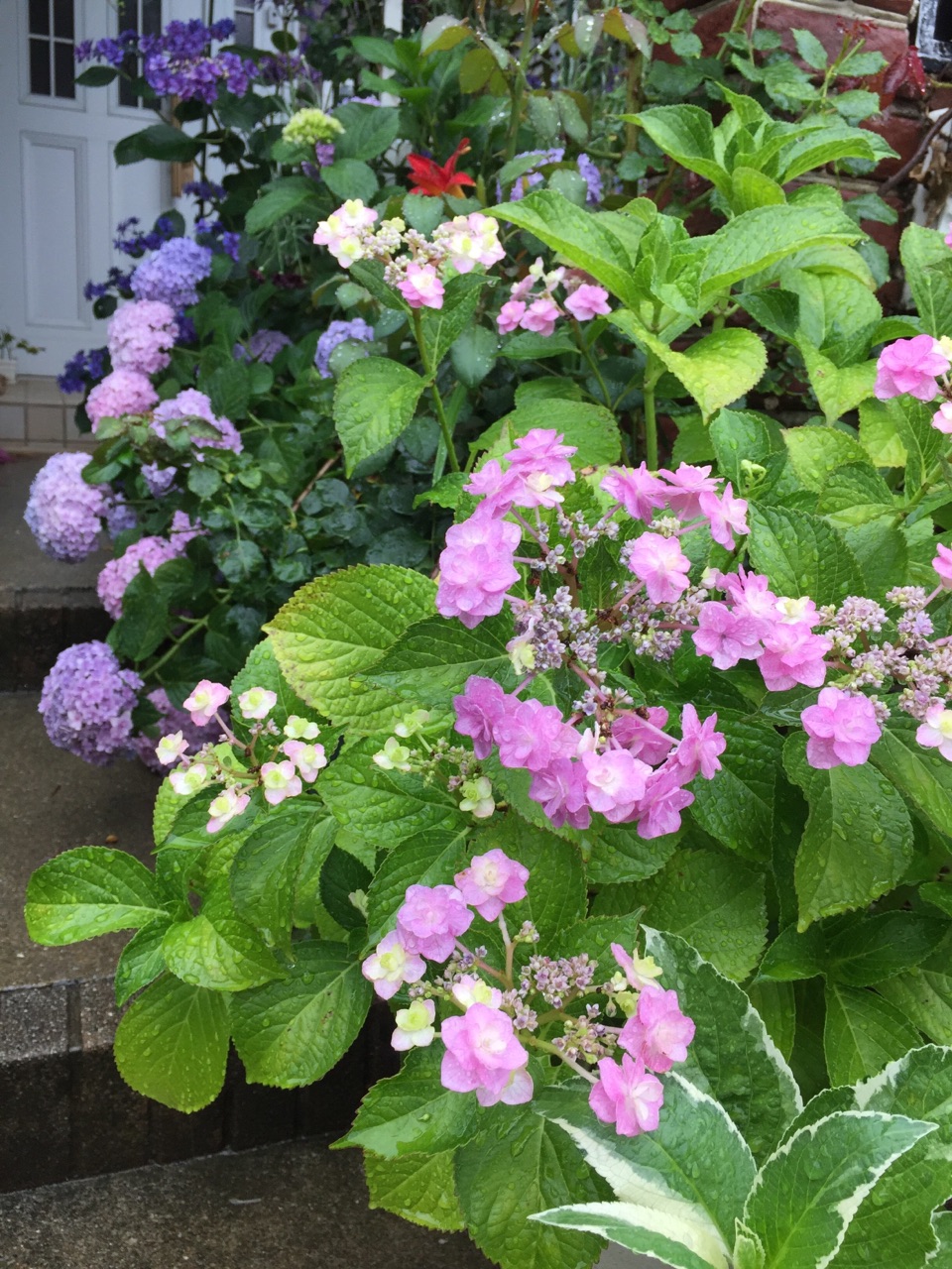 紫陽花のベストな植え替え時期と肥料 のばらのガーデニングブログ Hana And Rose Garden Powered By ライブドアブログ