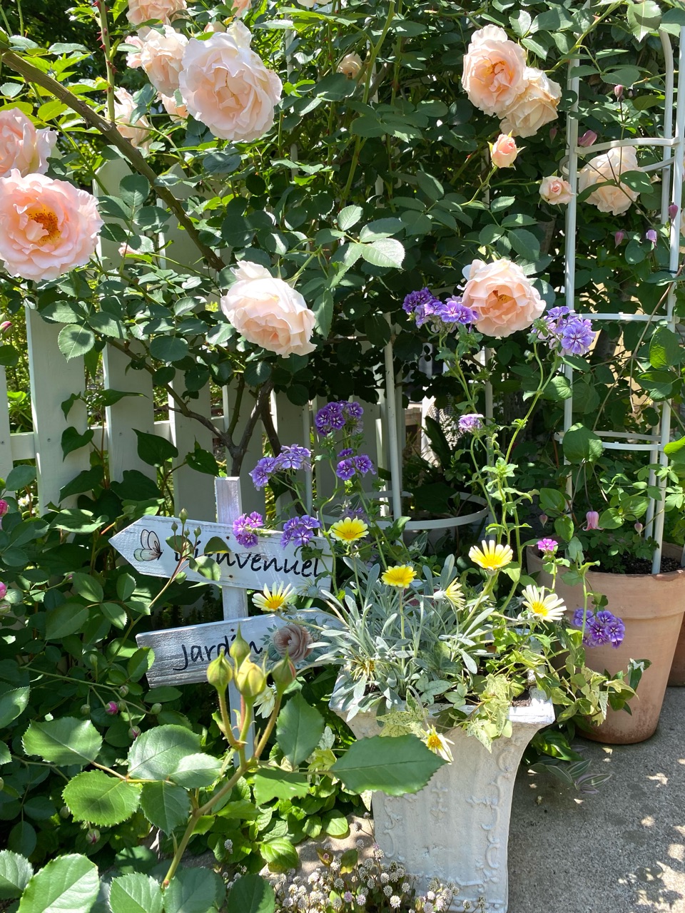 バラ】ロココ＆ボローニャ満開！そして次のバラが咲き始めました