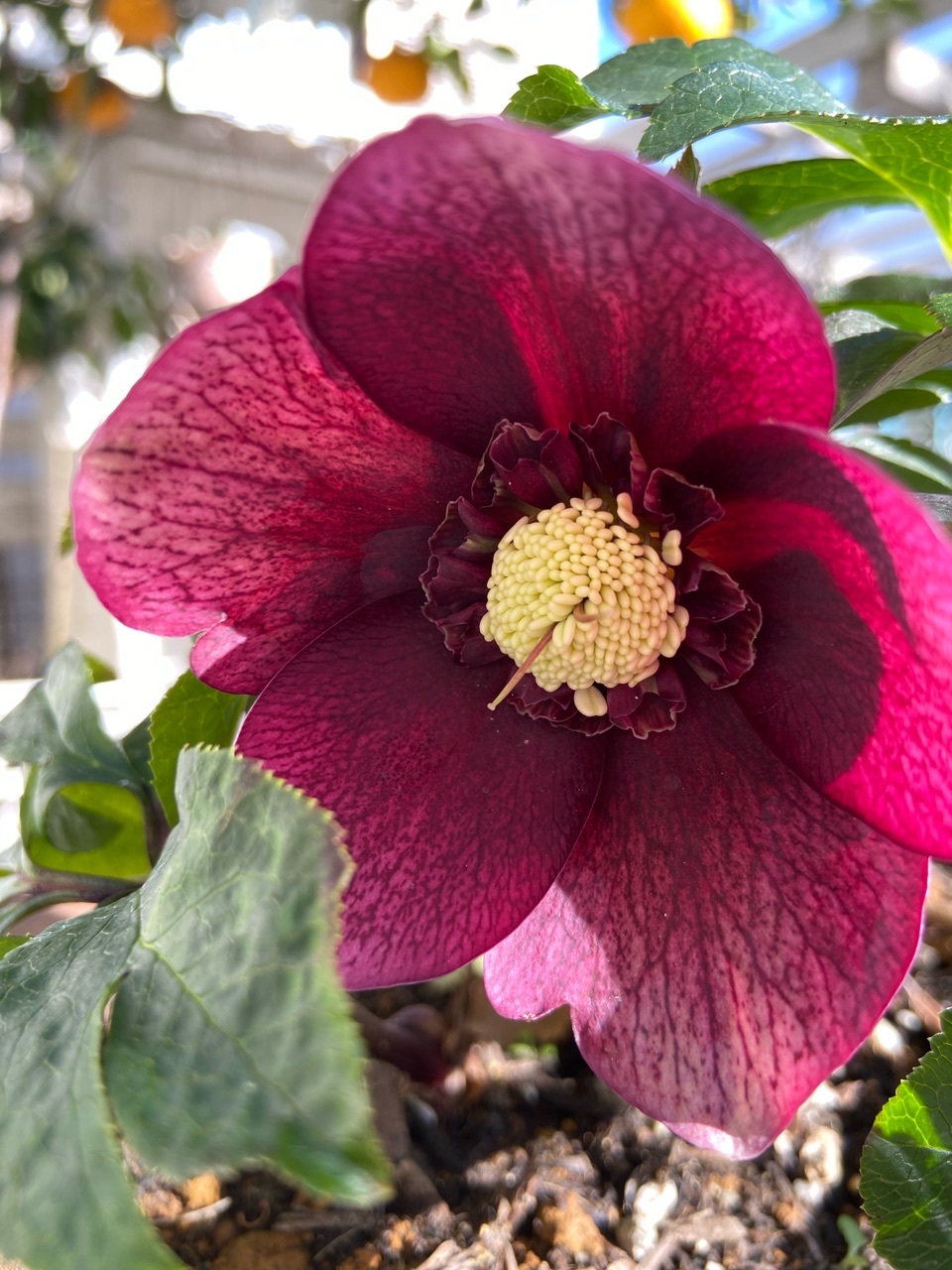 開花!クリスマスローズ|廃棄処分寸前の苗 : のばらの 開花!クリスマスローズ|廃棄処分寸前の苗 : のばらの