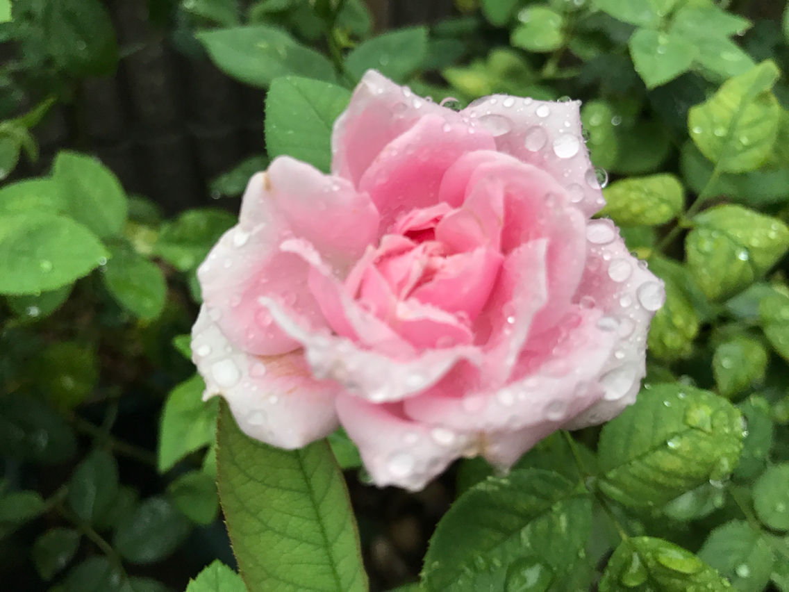 雨の中うっかり咲いた夏のバラ のばらのガーデニングブログ Hana And Rose Garden Powered By ライブドアブログ