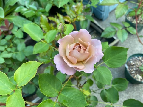 バラ のばらのガーデニングブログ Hana And Rose Garden Powered By ライブドアブログ バラ のばらのガーデニングブログ Hana And Rose Garden Powered By ライブドアブログ