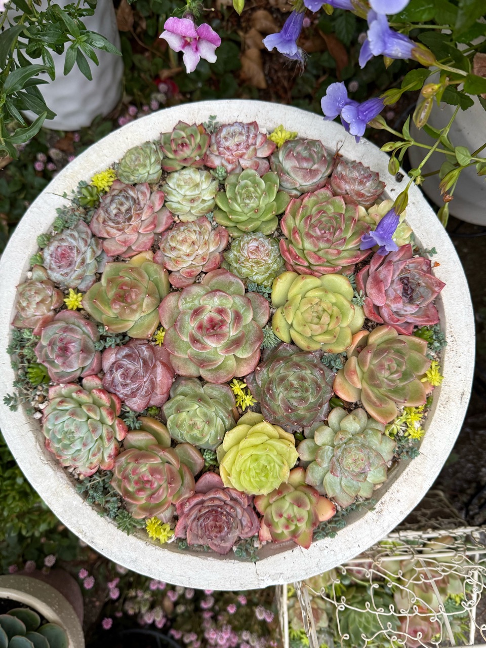 エケベリアの贅沢な寄せ植えを沢山作りました（＾∇＾） : のばらの