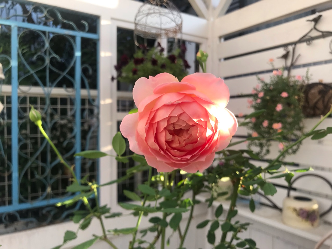 Erジュビリーセレブレーションが美しく咲く 一方で枯れそうなバラ のばらのガーデニングブログ Hana And Rose Garden Powered By ライブドアブログ Erジュビリーセレブレーションが美しく咲く 一方で枯れそうなバラ のばらのガーデニングブログ Hana And Rose Garden Powered By ライブドアブログ