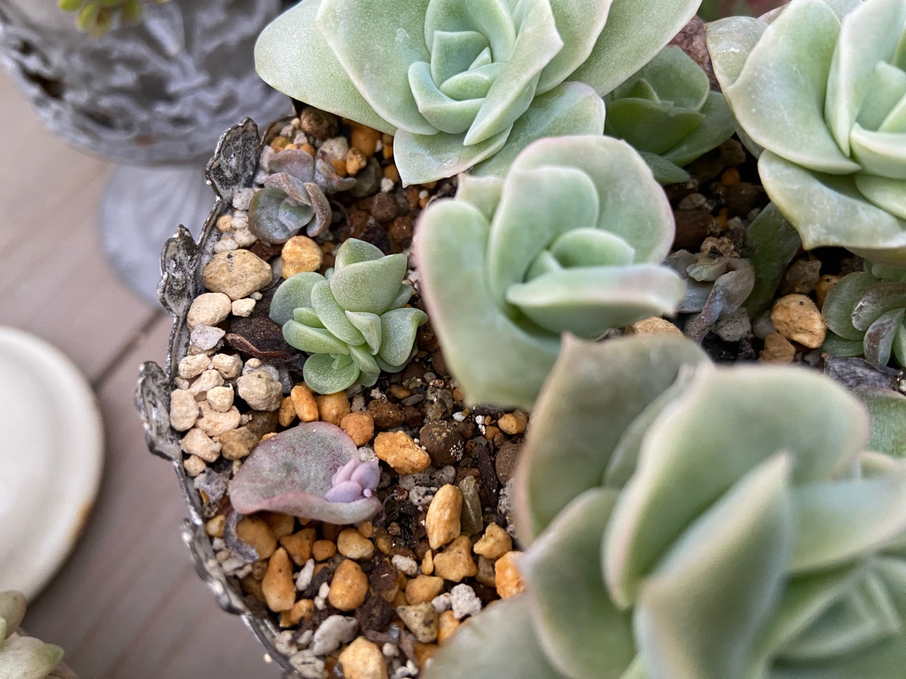 多肉】親株の鉢でそのまま葉挿しして増やす。薔薇のイラストみたいな