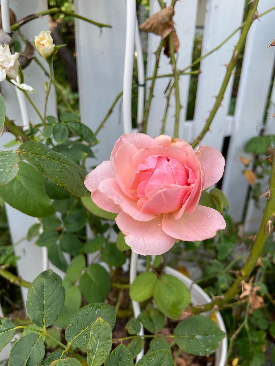 花「暗闇の一輪・・・シクラメン」