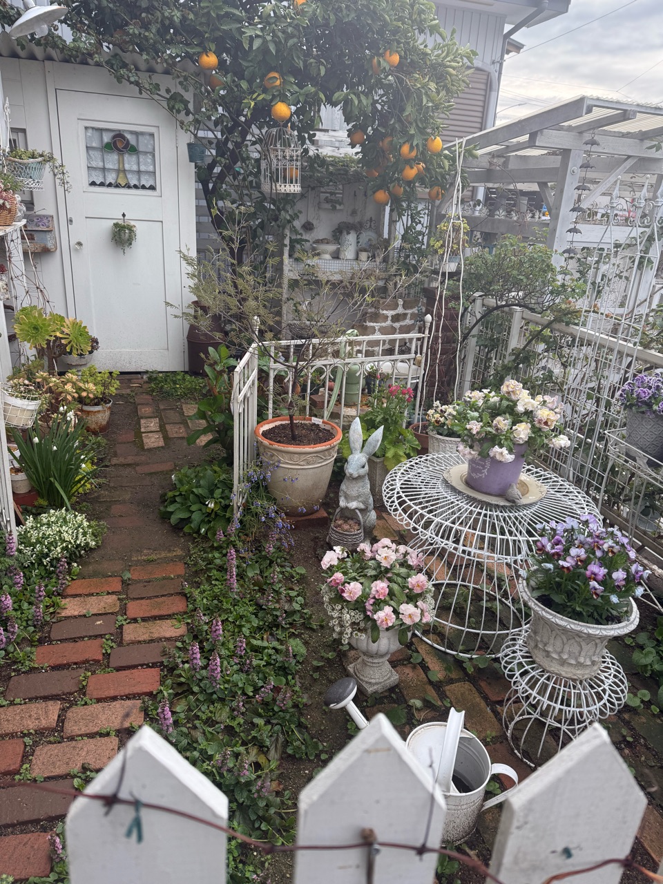 geardsae - blog Images High Quality Grahic *シクラメンは今が満開? : のばらのガーデニングブログ Hana and Rose Garden+ Powered by ライブドアブログ