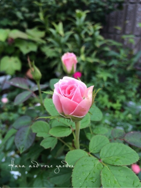 {D70FD240-C8B2-4563-AF4A-D248BC352E92:01}