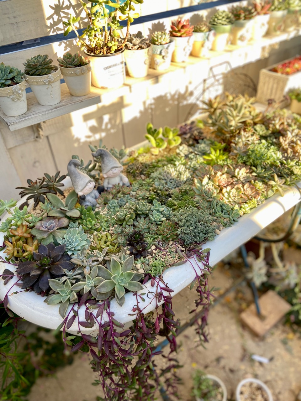 多肉】壊滅的ベビーバスの寄せ植えを仕立て直しました（残った根っこの