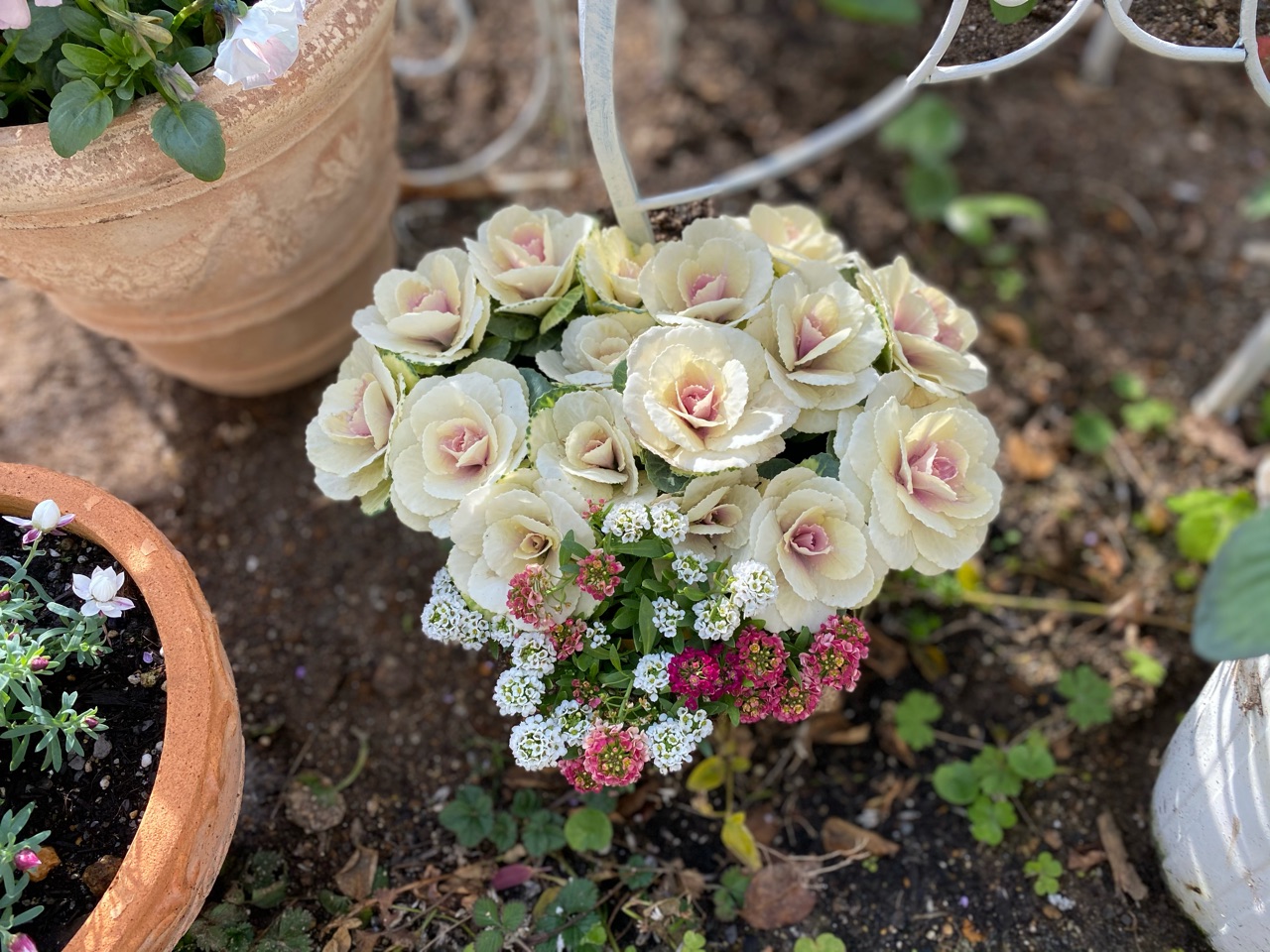 暖かい日が続き一気に咲いた淡い花たち 鹿肉のフードが届いた のばらのガーデニングブログ Hana And Rose Garden Powered By ライブドアブログ