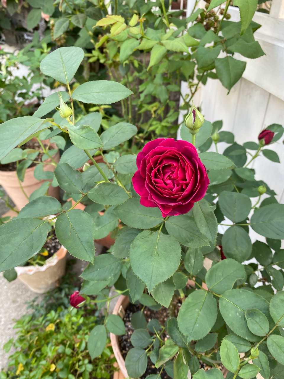 オデュッセイア かおりかざり 色々 のばらのガーデニングブログ Hana And Rose Garden Powered By ライブドアブログ オデュッセイア かおりかざり 色々 のばらのガーデニングブログ Hana And Rose Garden Powered By ライブドアブログ