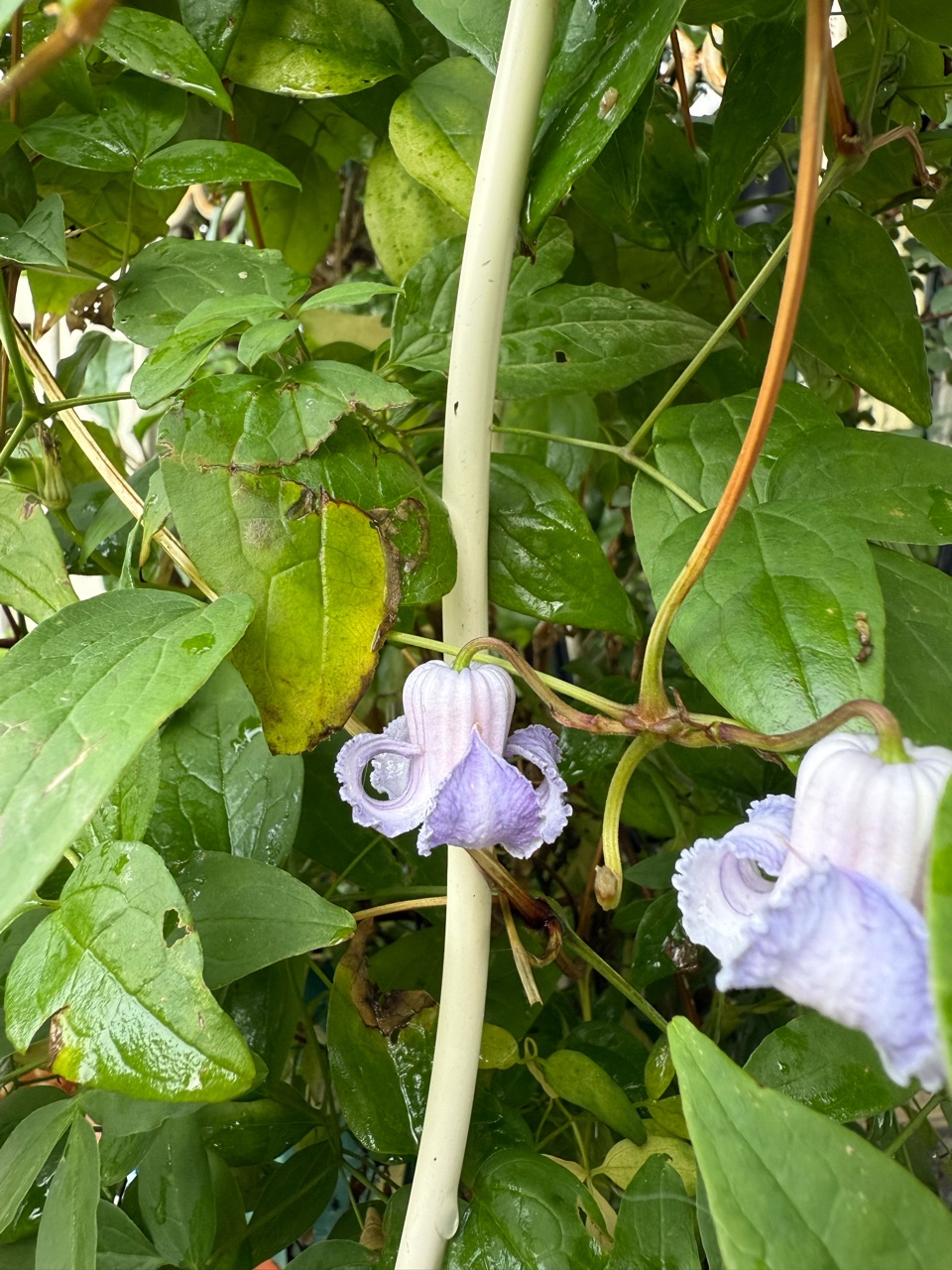 クレマチス クリスパエンジェル実生苗 ネコポス発送‼️ クレマチス