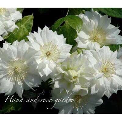{53323B01-DF1D-4BB2-AFAF-DE08CBDA4EAF:01}