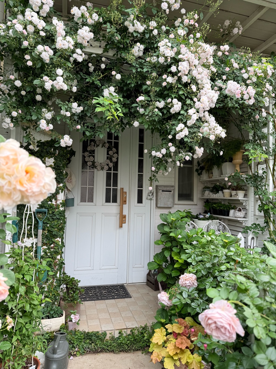 ランブラーローズ静かに咲き始める｜雨水だけで育てた紫陽花の色は