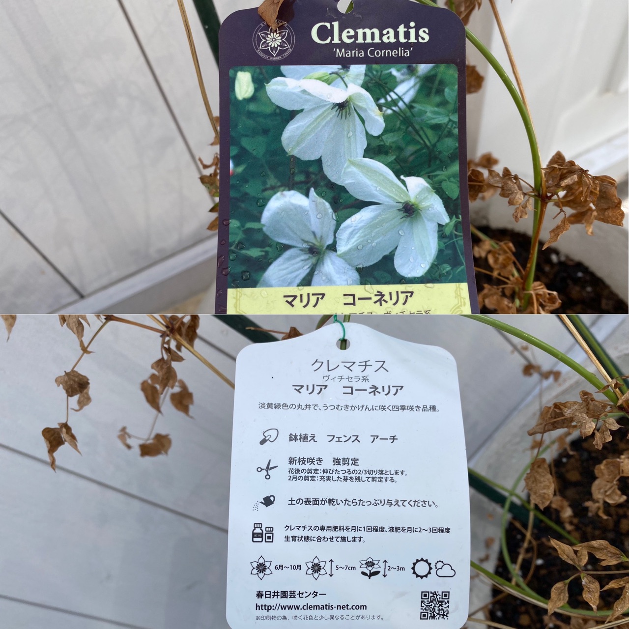 クレマチスの剪定 新芽も出て安心安心 のばらのガーデニングブログ Hana And Rose Garden Powered By ライブドアブログ