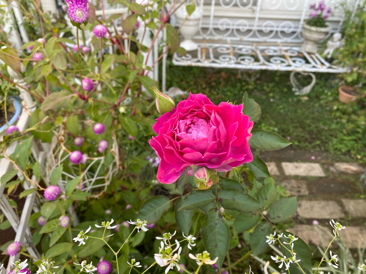 まだ咲くの ルリマツリ シェエラザード テルスター のばらのガーデニングブログ Hana And Rose Garden Powered By ライブドアブログ