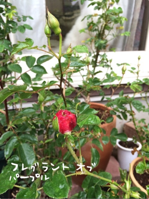 {836733AA-8645-4A5D-B970-51D9A33DADE7:01}
